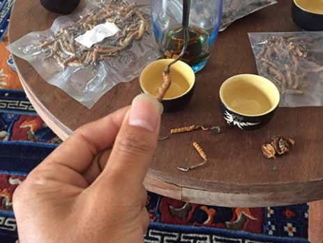 Công dụng của đông trùng hạ thảo thiên nhiên