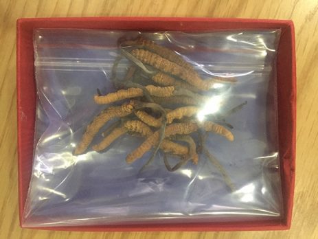 Đông trùng hạ thảo thiên nhiên