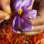 Nhụy hoa nghệ tây – Saffron 2
