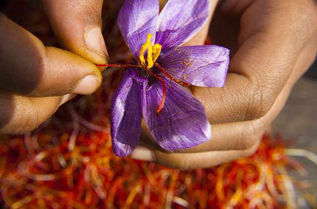 Nhụy hoa nghệ tây - Saffron 2