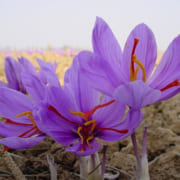 Nhụy hoa nghệ tây – Saffron 6